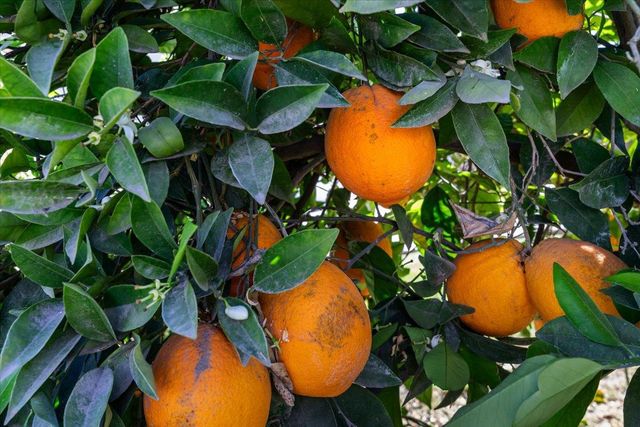 185 E Wyman Rd, French Camp, CA 95231