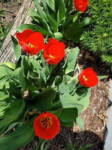 517 Springen Avenue, Fergus Falls, MN 56537