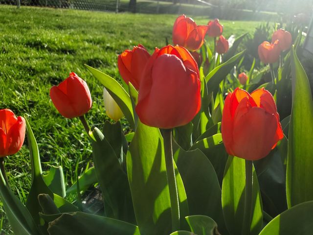 517 Springen Avenue, Fergus Falls, MN 56537