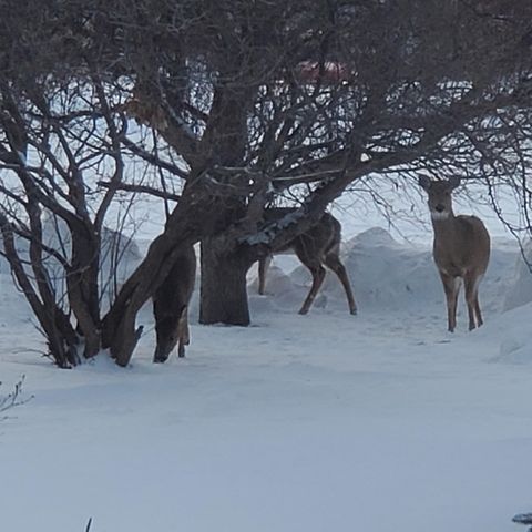 517 Springen Avenue, Fergus Falls, MN 56537