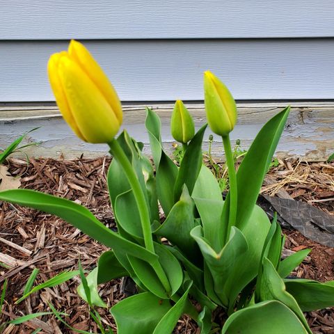 517 Springen Avenue, Fergus Falls, MN 56537