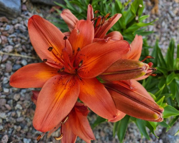 517 Springen Avenue, Fergus Falls, MN 56537