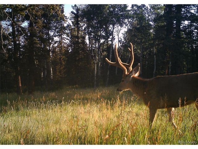 4797 County Road 42, Divide, CO 80814
