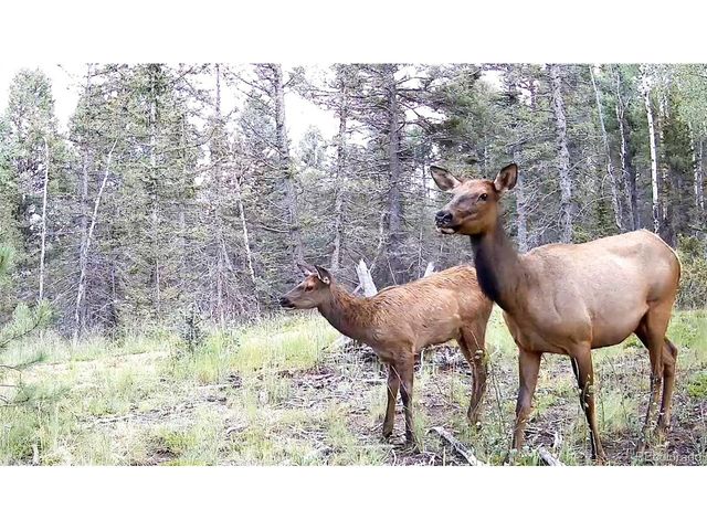 4797 County Road 42, Divide, CO 80814