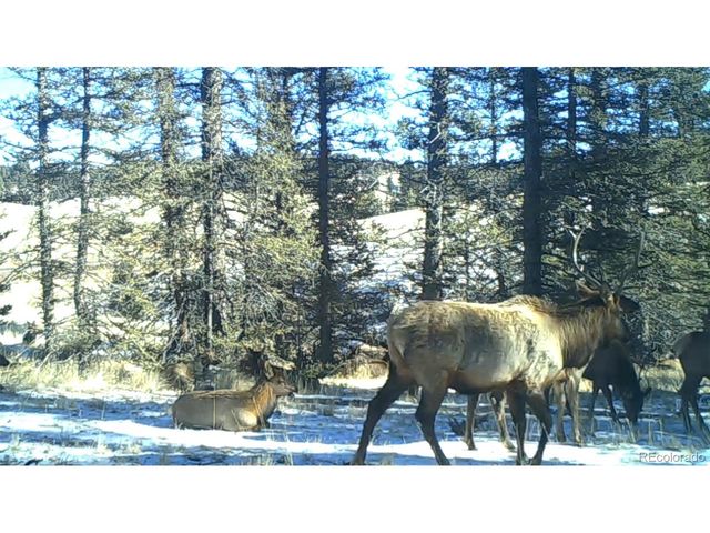 4797 County Road 42, Divide, CO 80814