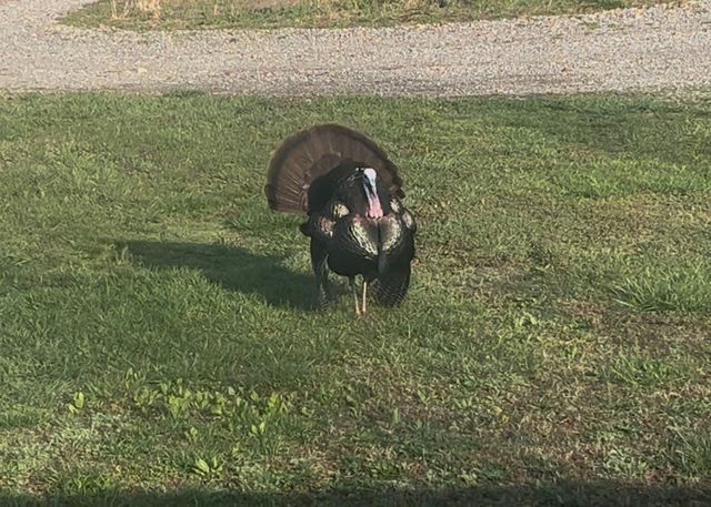 1147 Tonya Trl, Cumberland Furnace, TN 37051