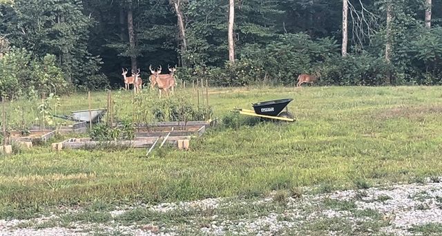 1147 Tonya Trl, Cumberland Furnace, TN 37051