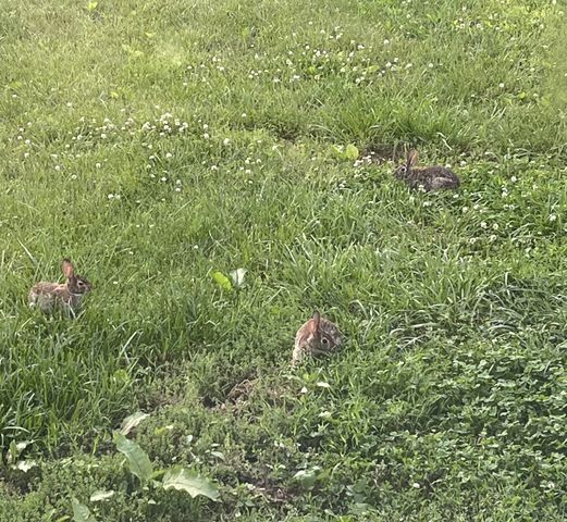 1147 Tonya Trl, Cumberland Furnace, TN 37051