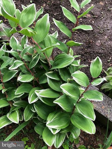 1511 CHARLES ST, Fredericksburg, VA 22401