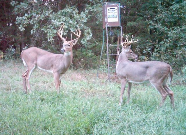 1426 CR 921, Alpena, AR 72611