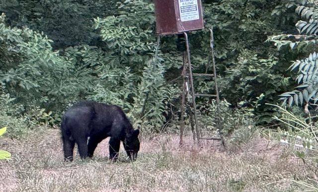 1426 CR 921, Alpena, AR 72611