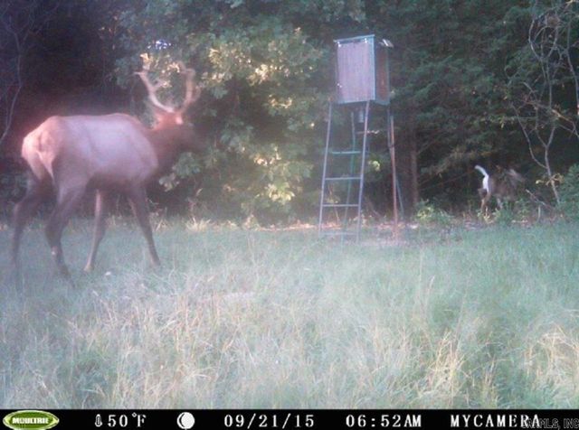 1426 CR 921, Alpena, AR 72611