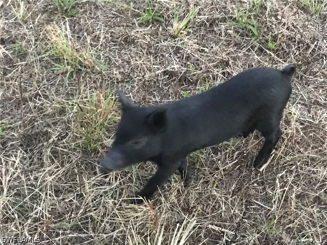 46310 Neal RD, Punta Gorda, FL 33982