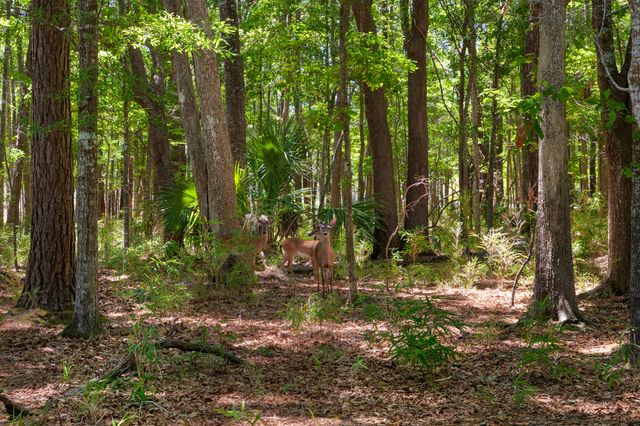 3687 Coastal Crab Road, Mount Pleasant, SC 29466