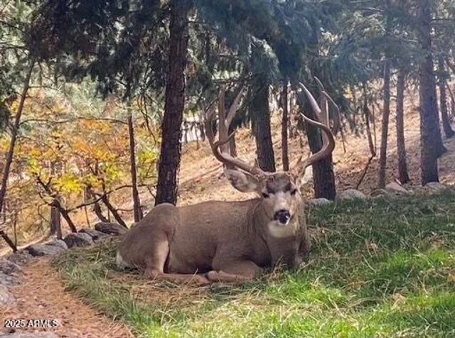 3829 N PINE Road N, Pine, AZ 85544