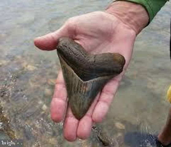 1077 N INDEPENDENCE DR, Montross, VA 22520