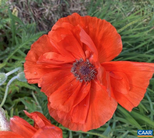 877 HOLLAND CREEK RD, Louisa, VA 23093