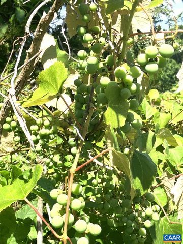 877 HOLLAND CREEK RD, Louisa, VA 23093