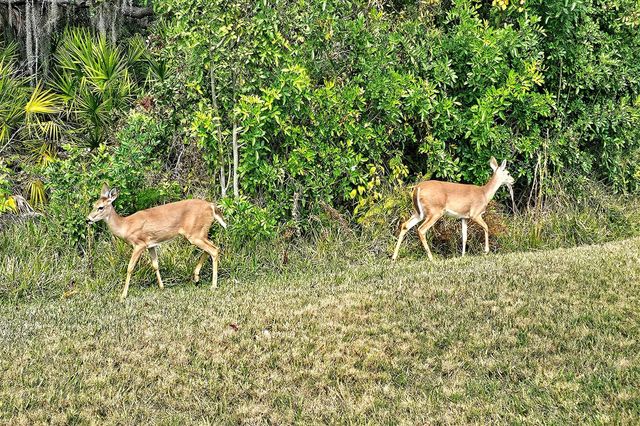 5253 CHASE OAKS DRIVE, Sarasota, FL 34241