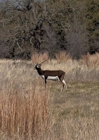 100 S Waterbuck WAY, Lampasas, TX 76550