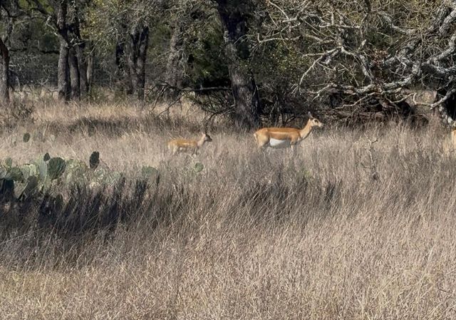 100 S Waterbuck WAY, Lampasas, TX 76550