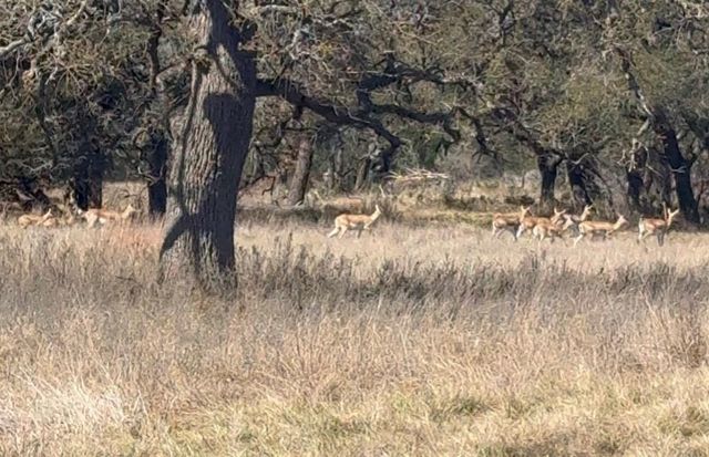 100 S Waterbuck WAY, Lampasas, TX 76550