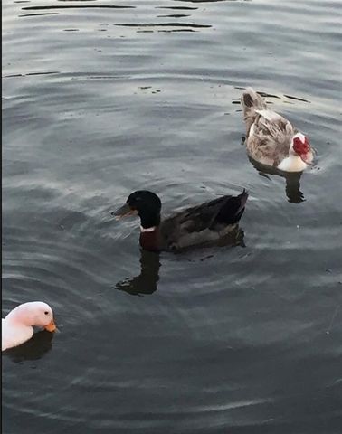 3969 Scenic Drive, Mobile, AL 36605