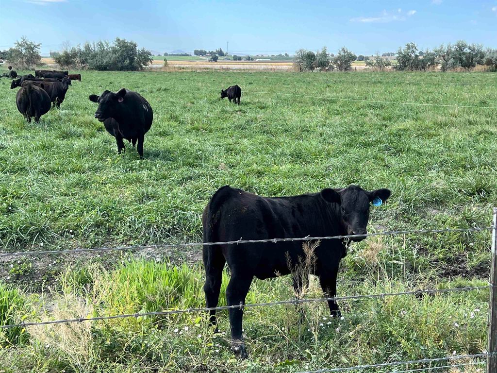 18396 Lower Pleasant Ridge Rd, Caldwell, ID 83607 photo 6