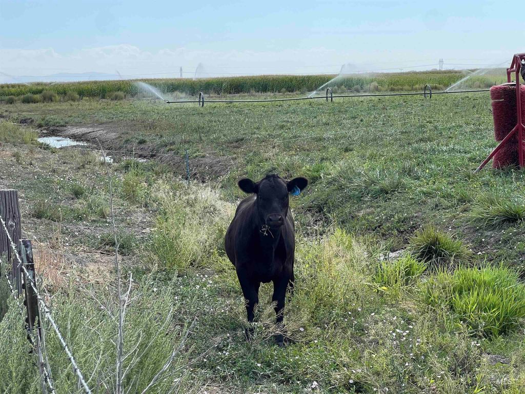 18396 Lower Pleasant Ridge Rd, Caldwell, ID 83607 photo 7