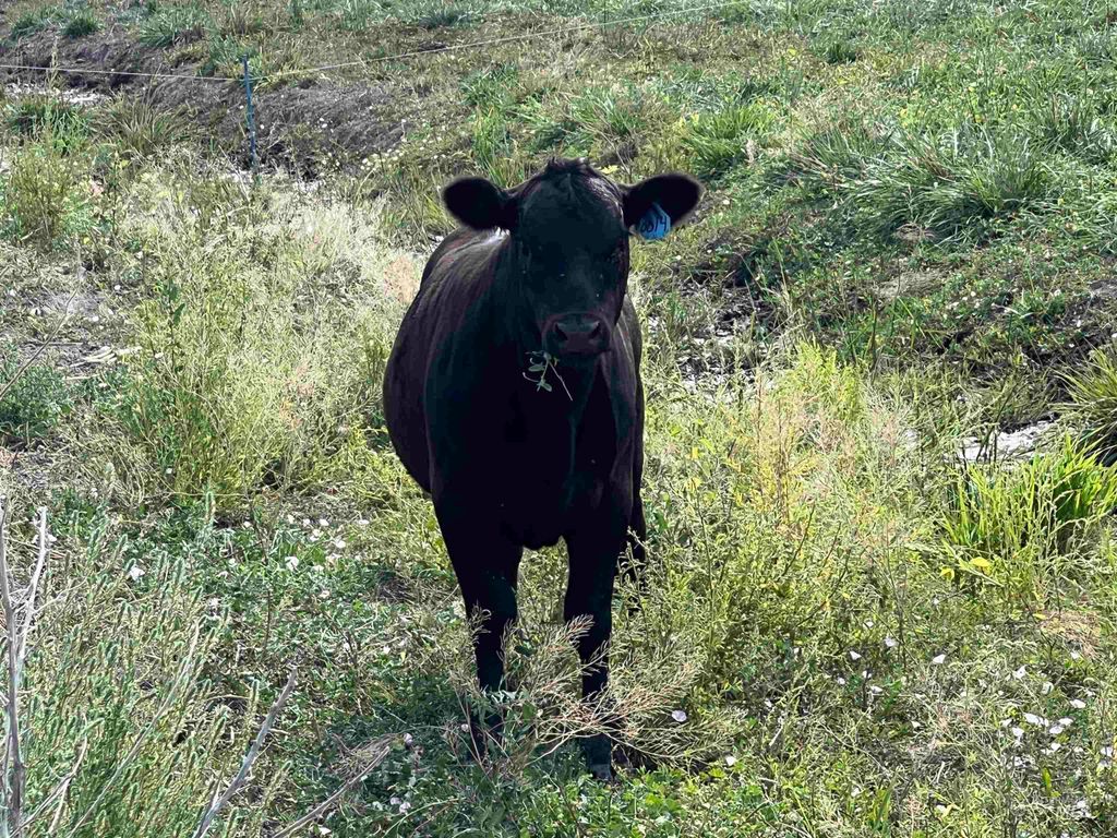 18396 Lower Pleasant Ridge Rd, Caldwell, ID 83607 photo 9