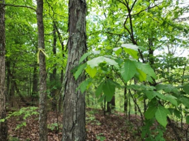 0 Froest Trails, Celina, TN 38551