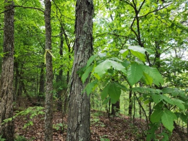0 Froest Trails, Celina, TN 38551