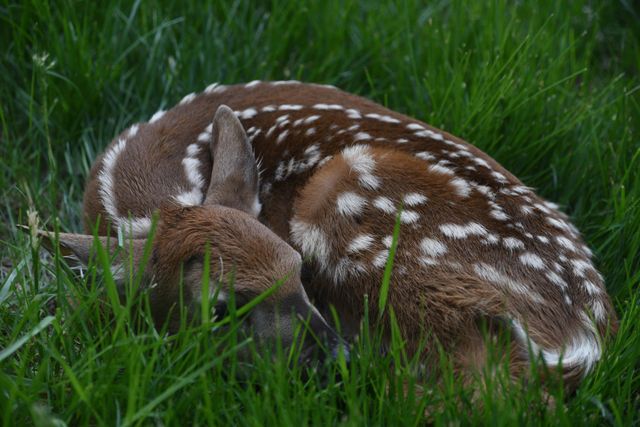 4838 Crown Lane, Woodbury, MN 55129