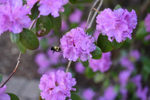 4838 Crown Lane, Woodbury, MN 55129