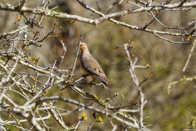 9521 Fm 1303, Floresville, TX 78114