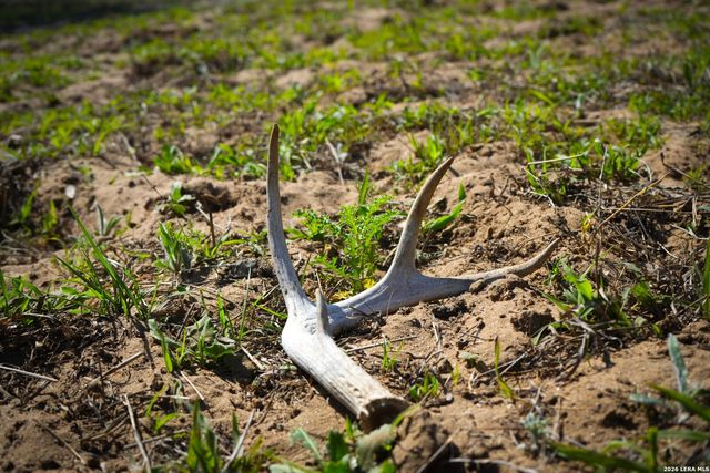 9521 Fm 1303, Floresville, TX 78114