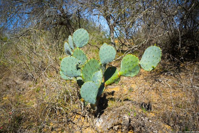 9521 Fm 1303, Floresville, TX 78114