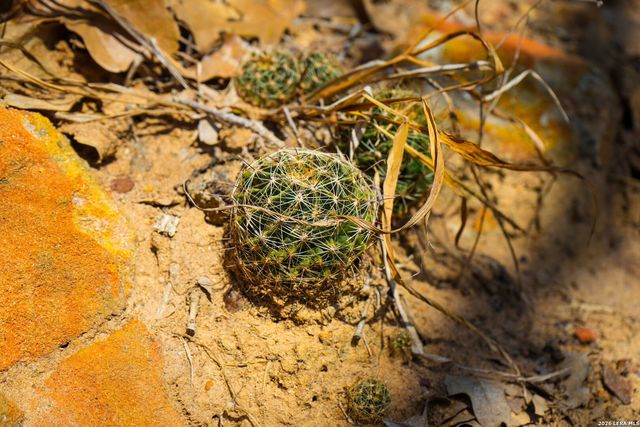 9521 Fm 1303, Floresville, TX 78114