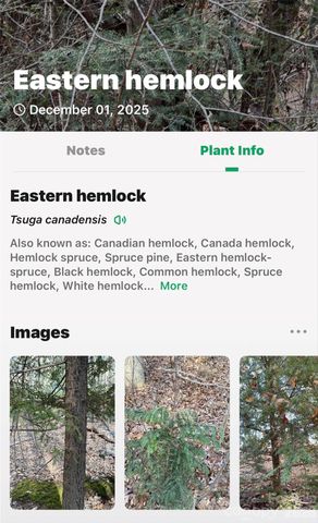 172 Crimson Drive 995, Old Fort, NC 28762
