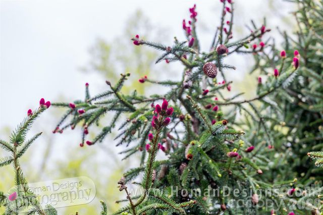 198 Brooks Branch Road, Leicester, NC 28748