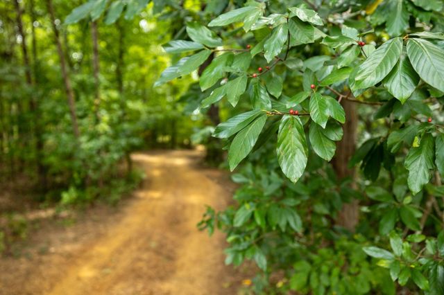 2350 Joe Brown Rd, Spring Hill, TN 37174