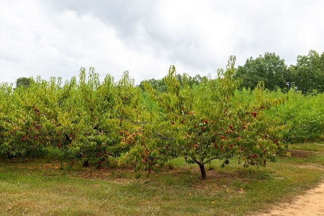 2350 Joe Brown Rd, Spring Hill, TN 37174