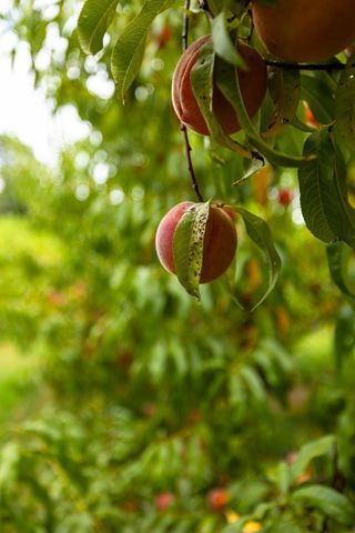 2350 Joe Brown Rd, Spring Hill, TN 37174