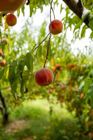 2350 Joe Brown Rd, Spring Hill, TN 37174