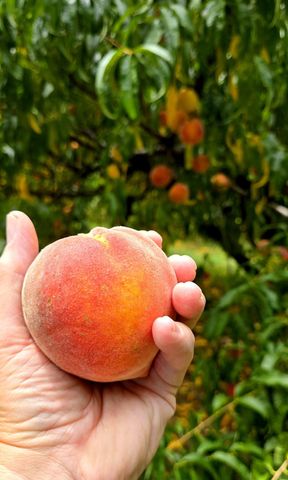 2350 Joe Brown Rd, Spring Hill, TN 37174