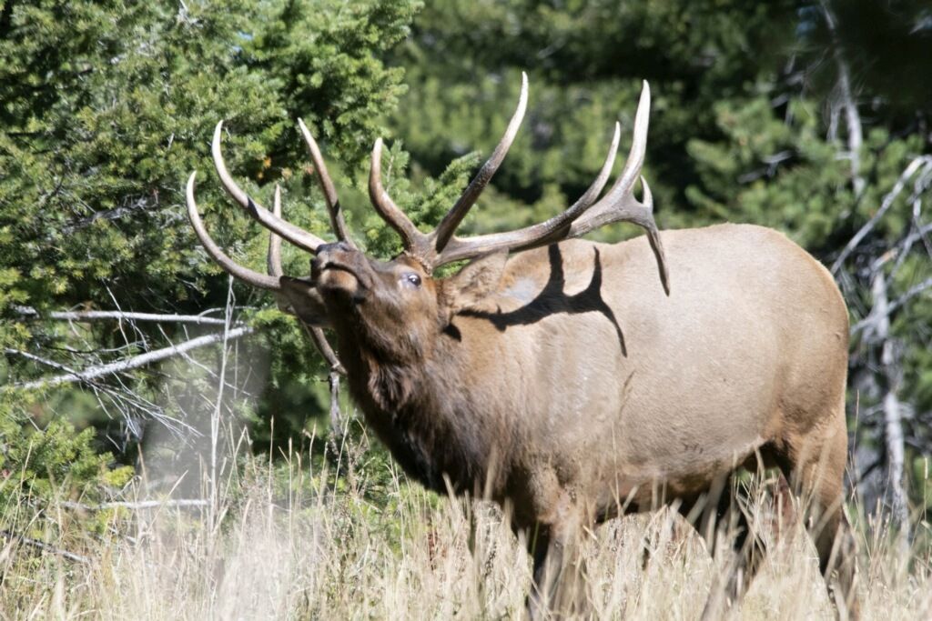 770 Mountain Moose Road, Bozeman, MT 59715 photo 3