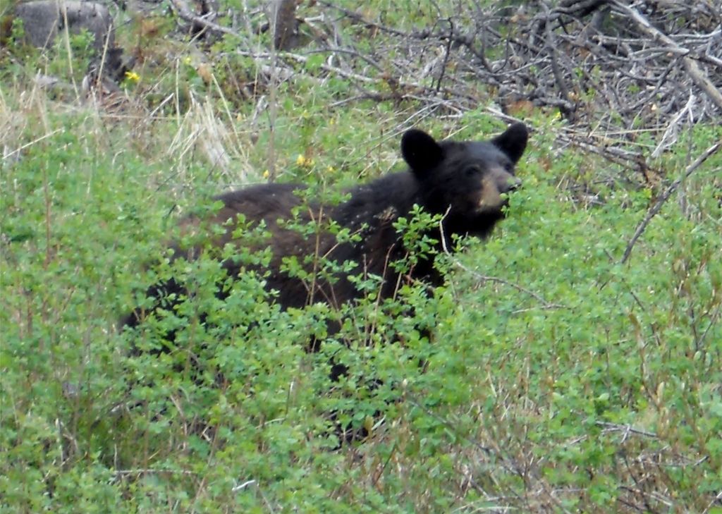 770 Mountain Moose Road, Bozeman, MT 59715 photo 4