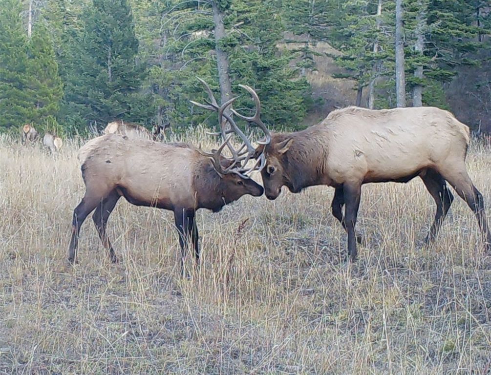 770 Mountain Moose Road, Bozeman, MT 59715 photo 5