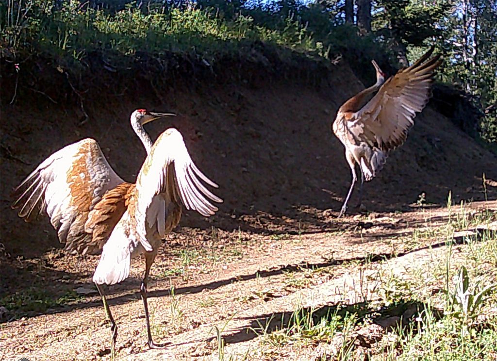 770 Mountain Moose Road, Bozeman, MT 59715 photo 7