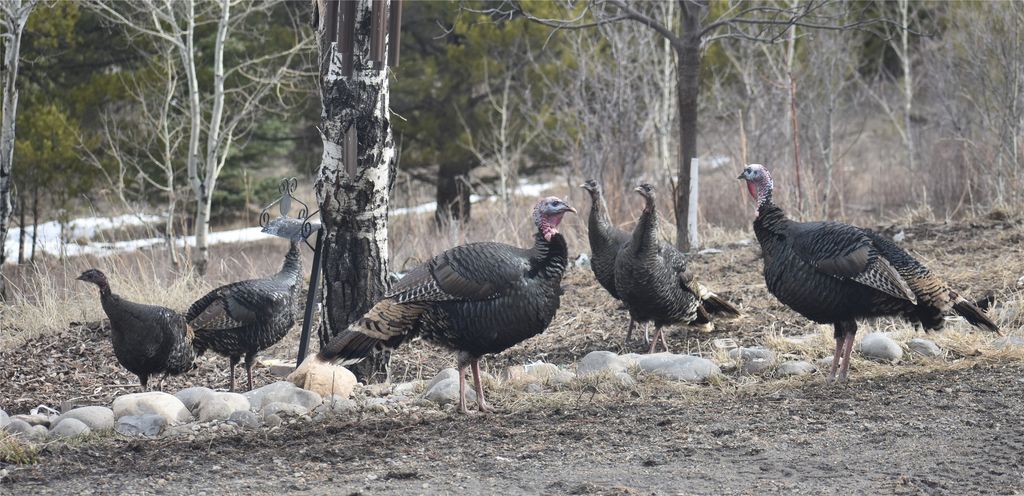 770 Mountain Moose Road, Bozeman, MT 59715 photo 9